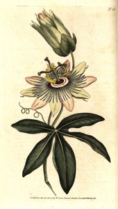 Blue Passiflora - زهرة الآلام المشتركة ، Passiflora caerulea. نقش على لوح نحاسي ملون يدويًا بعد رسم توضيحي نباتي بقلم سيدنهام إدواردز من مجلة ويليام كيرتس النباتية ، لامبيث مارش ، لندن