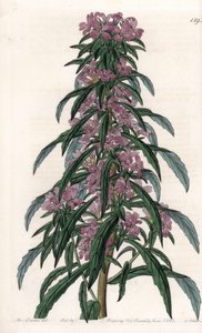 Boisduvalia variete ، epilobe كثيف الأزهار - لوح محفور بواسطة S.Watts ، من رسم توضيحي لسارة آن دريك (1803-1857) ، من السجل النباتي لسيدنهام إدواردز (1768-1819) ، إنجلترا بواسطة سيدنهام تيست إدواردز