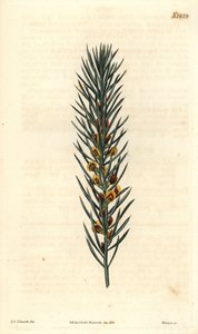Branch with needles, of a shrub Daviesia Aicularis, native to Australia. Illustration by Sydenham Edwards, engraving by Weddell. Eau forte in The Curtis Botanical Magazine, by Samuel Curtis بواسطة سيدنهام تيست إدواردز