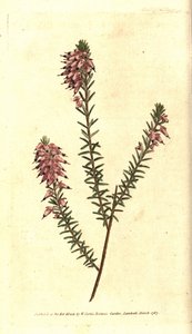 Bruyere carnee, Bruyere colour of flesh, Bruyere of the snow or Bruyere of the Alps - Herbaceous heath, Erica herbacea. Handcolured copperplate engraving after a botanical illustration by Sydenham Edwards from William Curtis