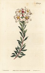 Buchu, Adenandra villosa (Umbel-flowered diosma, Diosma speciosa) - Handcoloured copperplate engraving by F. Sansom Jr. after an illustration by Sydenham Edwards from William Curtis