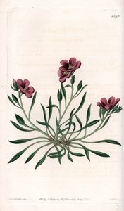 Calandrinia variete, native of America - Plate engraved by S.Watts, from an illustration by Sarah Anne Drake (1803-1857), from the Botanical Register of Sydenham Edwards (1768-1819), England بواسطة سيدنهام تيست إدواردز