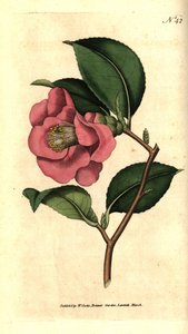 Camelia from Japan - Rose camellia, Camellia japonica. Handcolured copperplate engraving after a botanical illustration by James Sowerby from William Curtis