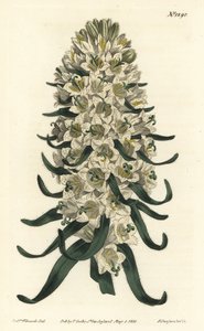 Campanula has beautiful flowers - Pyrenean bellflower, Campanula speciosa (Long-spiked bellflower, Campanula thyrsoidea). Handcoloured copperplate engraving by F. Sansom Jr. after an illustration by Sydenham Edwards from William Curtis