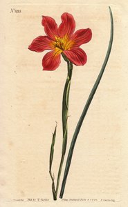 Cape tulip, moraea has flowering straw and pink salmon. Straw coloured equal flowered moraea, salmon pink and yellow Cape Tulip. Homeria collina (Moraea collina). Handcolored copperplate engraving from a botanical illustration by Sydenham Edwards from Will بواسطة سيدنهام تيست إدواردز