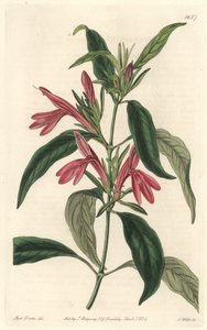 كارمانتين ، موطنه البرازيل - حصن الماء بواسطة S. Watts من رسم توضيحي لسارة آن دريك (1803-1857) ، من السجل النباتي بواسطة سيدنهام تيست إدواردز