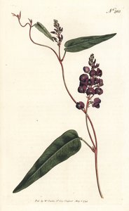Caulinia bimaculata (Purple glycine, Glycine bimaculata). Handcoloured copperplate engraving by Sansom after an illustration by Sydenham Edwards from William Curtis