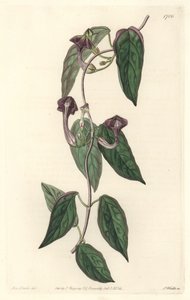 Ceropegia أنيقة ، موطنها الهند - مياه قوية بقلم S. Watts من رسم توضيحي لسارة آن دريك (1803-1857) ، من السجل النباتي بواسطة سيدنهام تيست إدواردز
