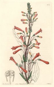 Chelone (or Galane) has valerian leaves, native to California - S. Watts strong water from an illustration by Sarah Anne Drake (1803-1857), from the Botanical Register بواسطة سيدنهام تيست إدواردز