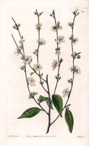 شجرة الكرز - لوحة محفورة بواسطة S.Watts ، من رسم توضيحي لسارة آن دريك (1803-1857) ، من السجل النباتي لسيدنهام إدواردز (1768-1819) ، إنجلترا بواسطة سيدنهام تيست إدواردز