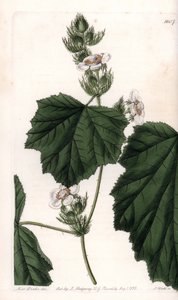 كرمة الكستناء - صفيحة محفورة بواسطة S.Watts ، من رسم توضيحي لسارة آن دريك (1803-1857) ، من السجل النباتي لسيدنهام إدواردز (1768-1819) ، إنجلترا بواسطة سيدنهام تيست إدواردز