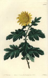 Chinese Chamomile or Indian Chrysantheme - Double yellow Indian chrysanthemum, Chrysanthemum indicum var. plenum. Handcoloured copperplate engraving by S. Watts after an illustration by J.T. Hart from Sydenham Edwards
