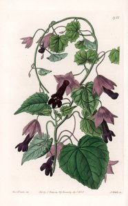 Chinese Hat - Plate engraved by S.Watts, from an illustration by Sarah Anne Drake (1803-1857), from the Botanical Register of Sydenham Edwards (1768-1819), England بواسطة سيدنهام تيست إدواردز