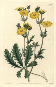 Cinquefoil dressee - Jagged-leaved cinquefoil, Potentilla laciniosa. Handcoloured copperplate engraving by S. Watts after an illustration by M. Hart from Sydenham Edwards