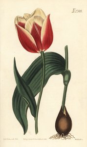 Claramond tulip, Tulipa suaveolens var. latifolia. Handcoloured copperplate engraving by Weddell after a botanical illustration by Sydenham Edwards from William Curtis