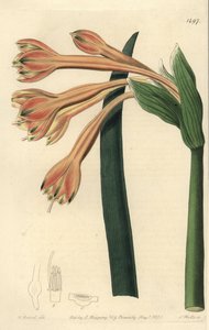 Clinanthus fulvus (Tawny coburgia, Coburgia fulva). Handcoloured copperplate engraving by S. Watts after an illustration by William Herbert from Sydenham Edwards