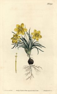 Clockflower, Moraea fugacissima (Narrow-leaved galaxia, Galaxia graminea). Handcoloured copperplate engraving by F. Sansom Jr. after an illustration by Sydenham Edwards from William Curtis