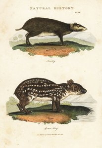 Common Acouchi or Buffon Acouchi and Paca - Red acouchi, Myoprocta acouchy, and lowland or spotted paca, Cuniculus paca. Handcoloured copperplate engraving after Sydenham Edwards from John Mason Good