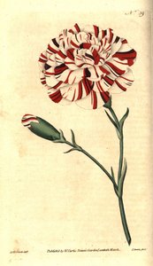 قرنفل شائع أو قرنفل أو قرنفل قرنفل - جير فرانكلين ، قرنفل قرمزي غريب ، Dianthus caryophyllus. نقش على لوح نحاسي ملون يدويًا بواسطة جيمس سوربي بعد رسم توضيحي نباتي لسيدنهام إدواردز من كتاب ويليام كيرتس The Bota بواسطة سيدنهام تيست إدواردز