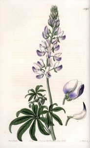 الترمس المشترك لضفة النهر - لوح محفور بواسطة S.Watts ، من رسم توضيحي لسارة آن دريك (1803-1857) ، من السجل النباتي لسيدنهام إدواردز (1768-1819) ، إنجلترا