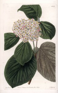 قطن فيورن - لوح محفور بواسطة S.Watts ، من رسم توضيحي لسارة آن دريك (1803-1857) ، من السجل النباتي لسيدنهام إدواردز (1768-1819) ، إنجلترا بواسطة سيدنهام تيست إدواردز