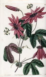 Crimson Passion - Plate engraved by S.Watts, from an illustration by Sarah Anne Drake (1803-1857), from the Botanical Register of Sydenham Edwards (1768-1819), England بواسطة سيدنهام تيست إدواردز