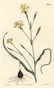 Curled leaved moraea, Moraea crispa. Handcoloured copperplate engraving by F. Sansom Jr. after an illustration by Sydenham Edwards from William Curtis