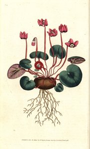 Cyclamen de Cos or Caucasus - Round-leaved cyclamen, Cyclamen coum. Handcolured copperplate engraving after a botanical illustration by James Sowerby from William Curtis