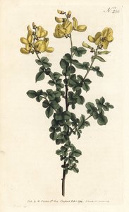 Cytisophyllum sessilifolium (Common cytisus, Cytisus sessilifolius). Handcoloured copperplate engraving by Sansom after an illustration by Sydenham Edwards from William Curtis