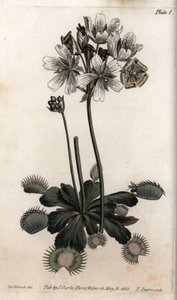 Dionee catches fly or wolf trap. Coloured copper engraving, illustration by Sydenham Edwards (1768-1819) for Conferences of Botanical, Botanical Garden of Lambeth (England) بواسطة سيدنهام تيست إدواردز