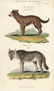 الكلب والذئب - كلب الراعي ، Canis المألوف ، والذئب ، Canis lupus. نقش على لوح نحاسي ملون يدويًا بعد سيدنهام إدواردز من John Mason Good's Pantologia ، موسوعة جديدة ، G. Kearsley ، لندن بواسطة سيدنهام تيست إدواردز