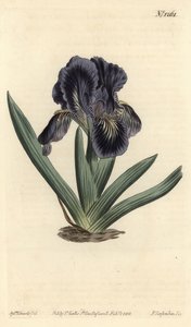 Dwarf Iris - Iris x binata (Purple-blue dwarf flag, Iris pumila var. violacea). Handcoloured copperplate engraving by F. Sansom Jr. after an illustration by Sydenham Edwards from William Curtis