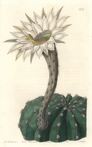 Echinocactus eyriesii, flowering cactus, native to Mexico - Strong water by S. Watts from an illustration by Sarah Anne Drake (1803-1857), from the Botanical Register بواسطة سيدنهام تيست إدواردز