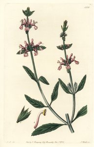 Epiary - White-stemmed stachys, Stachys albicaulis. Handcoloured copperplate engraving by S. Watts after an illustration by John Lindley from Sydenham Edwards