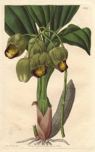 السحلية Epiphytic ، كاتاسيتوم أصفر شاحب ، موطنها البرازيل - موطن الماء بواسطة S. Watts من رسم توضيحي لسارة آن دريك (1803-1857) ، من السجل النباتي بواسطة سيدنهام تيست إدواردز