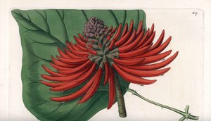 Erythrina variete, tropical red flower tree - Engraved by S. Watts, from an illustration by Sarah Anne Drake (1803-1857), from the Botanical Register of Sydenham Edwards (1768-1819), England بواسطة سيدنهام تيست إدواردز