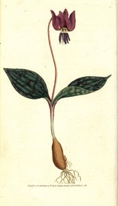 Erythrone dog tooth (or red Satyrion) - Dog