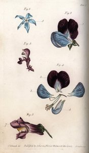 Flowering of officinale borage and pea (leguminous). Coloured copper engraving, illustration by Sydenham Edwards (1768-1819) for Conferences of Botanical, Botanical Garden of Lambeth (England) بواسطة سيدنهام تيست إدواردز