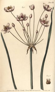 Flowering rush, Butomus umbellatus, Hexagynia, hermaphrodite flower 1 and pistilla 2. Handcoloured copperplate engraving by F. Sansom of a botanical illustration by Sydenham Edwards for William Curtis