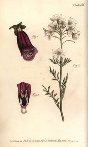 Foxglove, Digitalis purpurea, Didynamia بواسطة سيدنهام تيست إدواردز