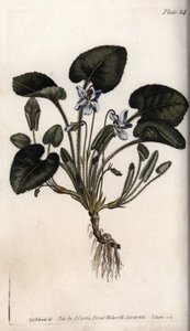 Fragrant violet. Coloured copper engraving, illustration by Sydenham Edwards (1768-1819) for Conferences of Botanical, Botanical Garden of Lambeth (England) بواسطة سيدنهام تيست إدواردز