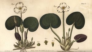 الضفدع ، Hydrocharis morsus-ranae ، Dioecia ، نبات أنثى 1،4 ، نبات الذكور 2،3. نقش على لوح نحاسي ملون يدويًا من قبل ف. بواسطة سيدنهام تيست إدواردز