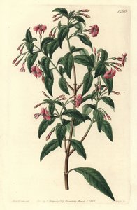 فوشيا فاريتي - ضارب إلى الحمرة متفرعة ، فوشيا عصوية. هجين طبيعي بين Fuchsia microphylla subsp. microphylla و Fuchsia thymifolia subsp. ثيميفوليا. نقش على لوح نحاسي ملون يدويًا بواسطة S. Watts بعد رسم توضيحي لسارة دريك من سيد بواسطة سيدنهام تيست إدواردز
