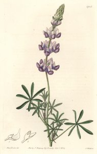 Garden Lupin, originally from California - S. Watts Strong Water from an illustration by Sarah Anne Drake (1803-1857), from the Botanical Register بواسطة سيدنهام تيست إدواردز