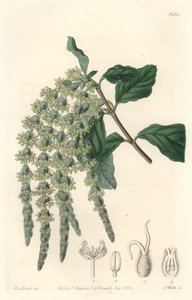 Garrya بأوراق إهليلجية أو بلوط حريري أو شجيرة دب - ماء قوي بواسطة S. Watts من رسم توضيحي لسارة آن دريك (1803-1857) ، من السجل النباتي