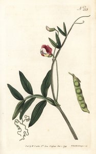 Gesse climene - Spanish vetchling, Lathyrus clymenum (Jointed-podded lathyrus, Lathyrus articulatus). Handcoloured copperplate engraving by Sansom after an illustration by Sydenham Edwards from William Curtis