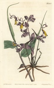 Globba radicalis (Opera girls, Mantisia saltatoria). Handcoloured copperplate engraving by F. Sansom Jr. after an illustration by Sydenham Edwards from William Curtis