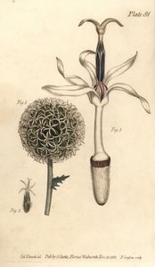 شوك الكرة الأرضية ، Echinops sphaerocephalus ، Polygamia segregata ، زهرة 1 ، و floret واحد 2،3. نقش على لوح نحاسي ملون يدويًا من قبل ف. بواسطة سيدنهام تيست إدواردز