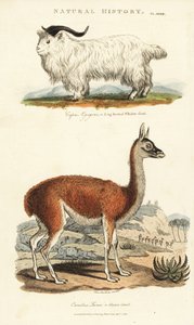Goat and lama - Long-horned whidaw goat, Capra aegagrus, and llama, Lama glama (Glama camel, Camelus lama). Handcoloured copperplate engraving after Sydenham Edwards from John Mason Good