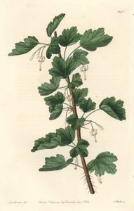 Groseillier ، موطنه أمريكا الشمالية - ماء قوي بواسطة S. Watts من رسم توضيحي لسارة آن دريك (1803-1857) ، من السجل النباتي بواسطة سيدنهام تيست إدواردز